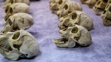 Na lotnisku skonfiskowano setki małpich czaszek