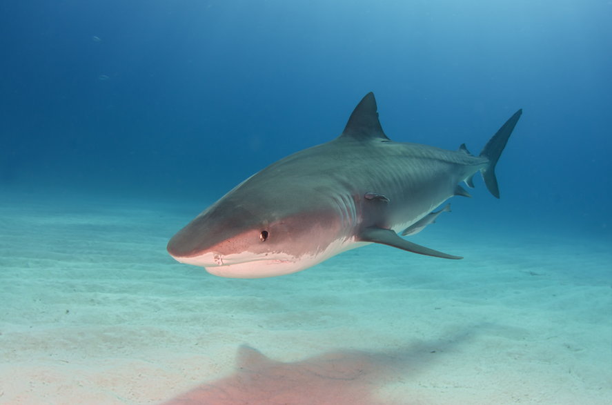 Żarłacz białopłetwy (Carcharhinus longimanus)