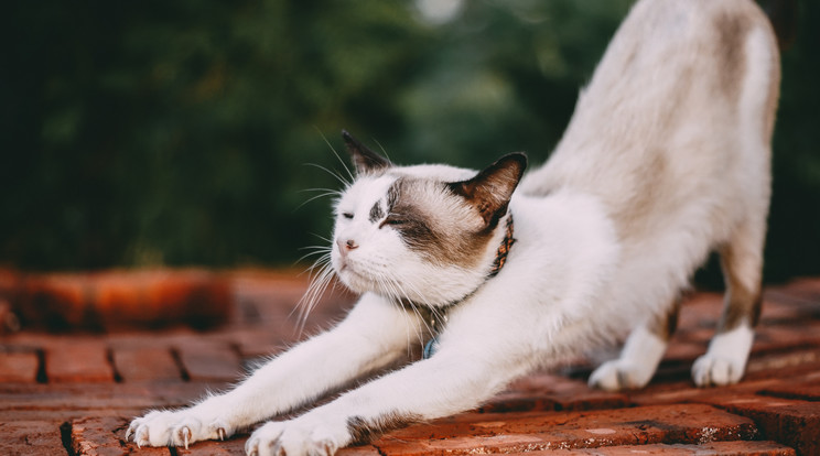 Számla nélküli macskaheréléssel hozták hírbe Hadházy Ákost /Illusztráció: Pexels 