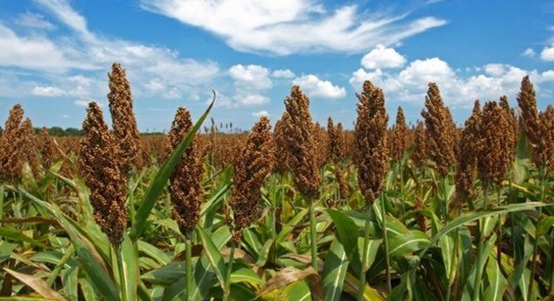 ___4618163___https:______static.pulse.com.gh___webservice___escenic___binary___4618163___2016___1___28___14___Sorghum-The-next-big-gluten-free-grain_strict_xxl