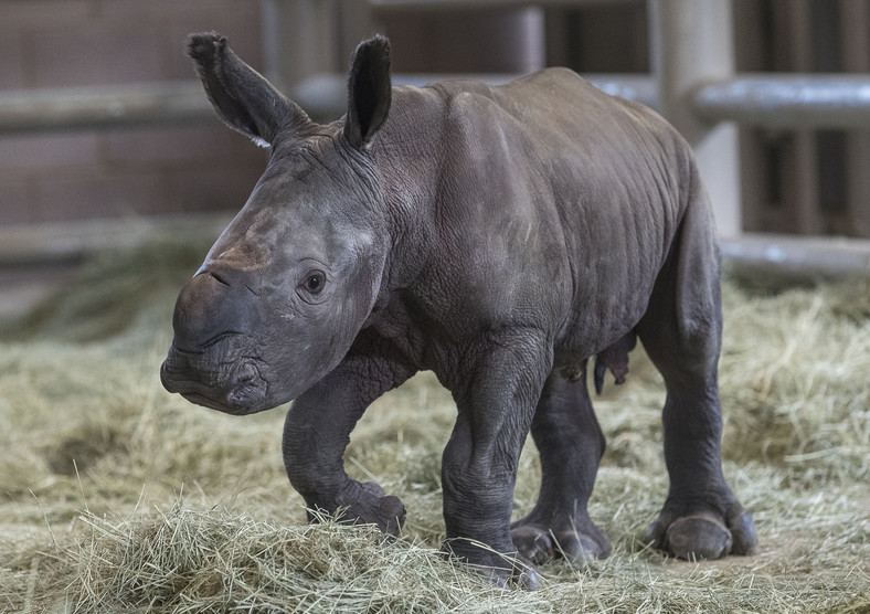 Cielę nosorożca białego, który przyszedł na świat w Zoo Safari Park w San Diego 