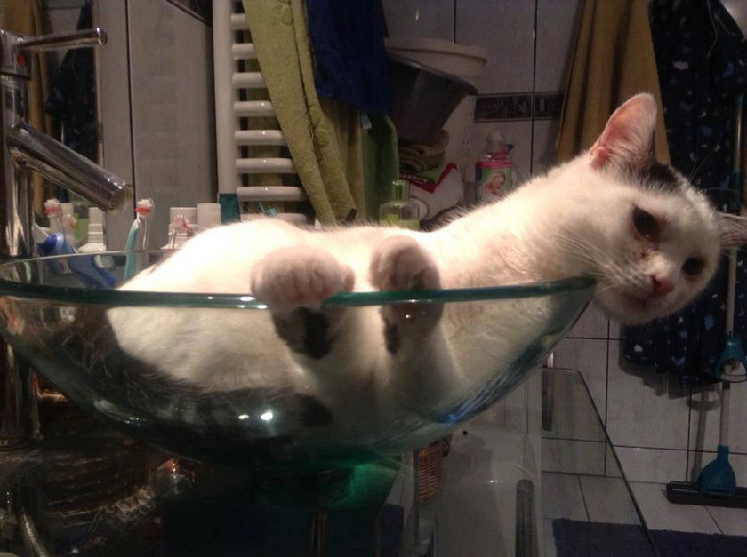 Kot w przezroczytej umywalce