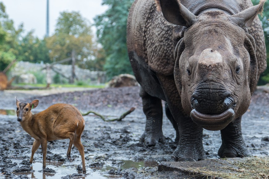 Nosorożec indyjski Maruśka i samica mundżaka 