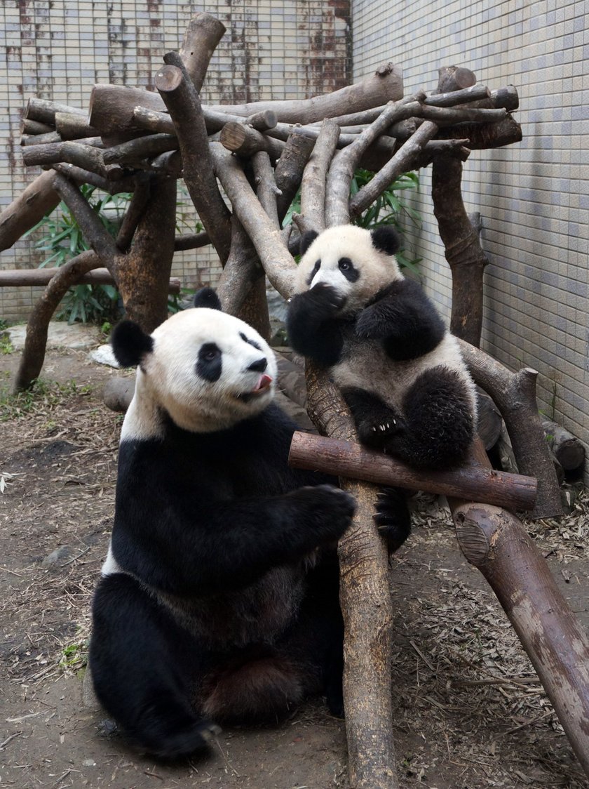 Ta panda udawała, że jest w ciąży, żeby mieć lepsze warunki