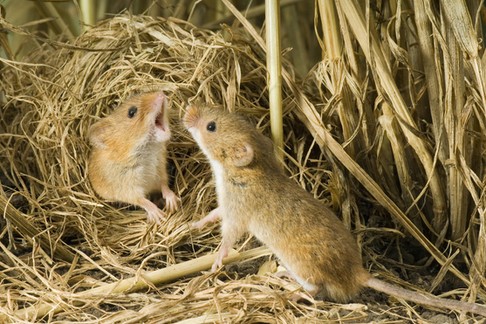 HARVEST MOUSE (OLD WORLD)