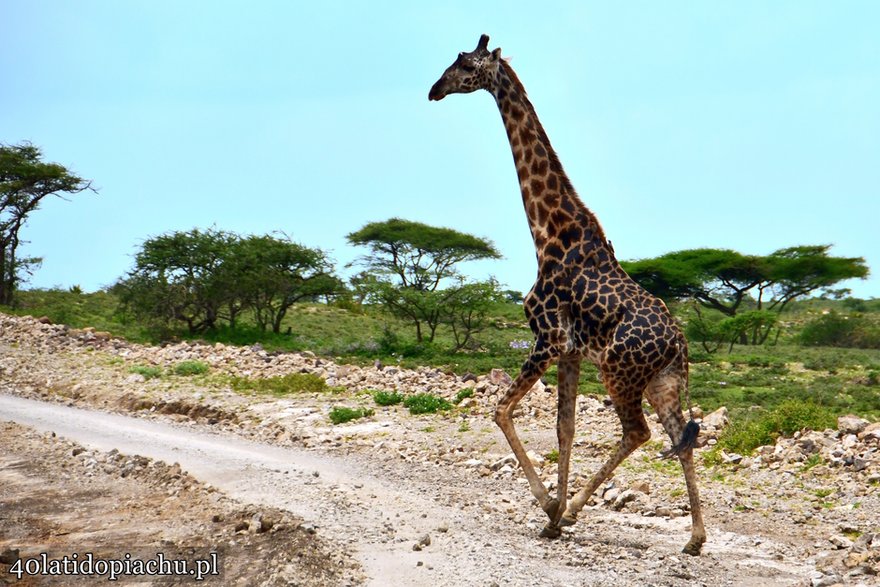 Niezapomniany, dziki świat Parków Narodowych Tanzanii