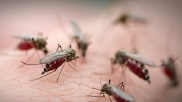 dlaczego komary krążą wokół naszej głowy? naukowcy odkryli ich „algory