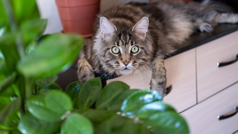 Jak ochronić rośliny przed kotem? Pięć sposobów na kociego ogrodnika