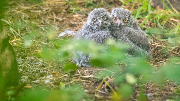Młode sowy śnieżne