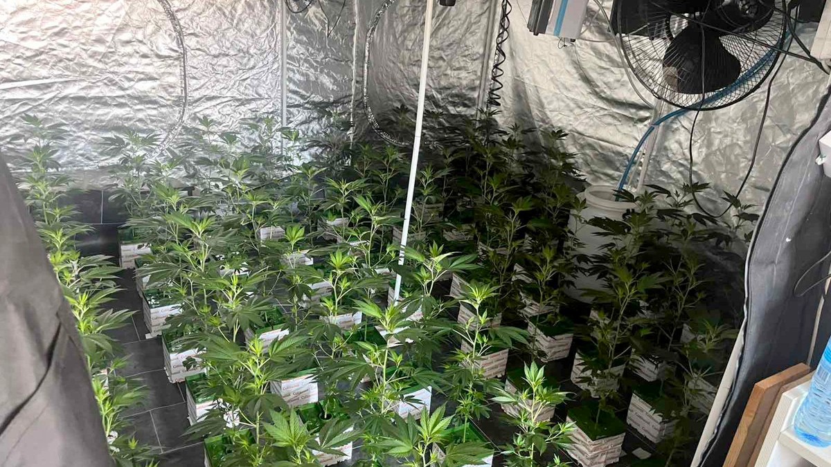 U STANOVIMA NAPRAVIO LABORATORIJE MARIHUANE Velika akcija policije na Zvezdari, pronađeno 350 biljaka kanabisa (FOTO)