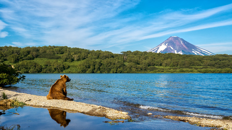 Niedźwiedź nad jeziorem Kurile podziwia wulkan Ilyinsky, Kamczatka