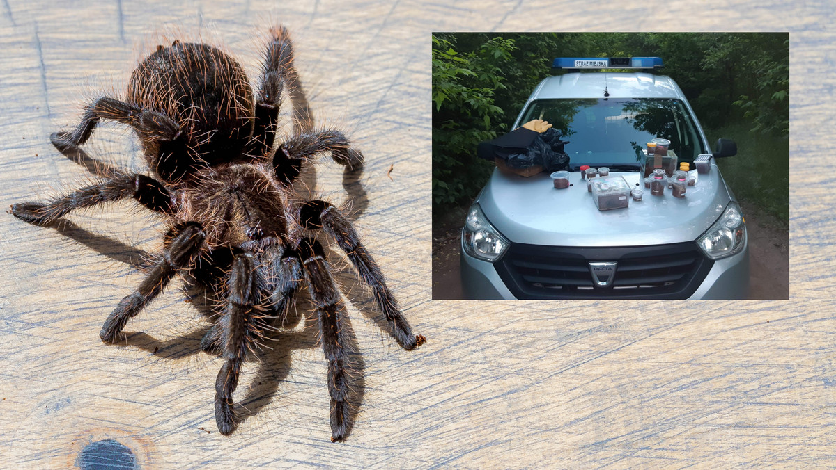 Wielkopolskie: Znalezisko w lesie. Ktoś wyrzucił pudełka z jadowitymi pająkami
