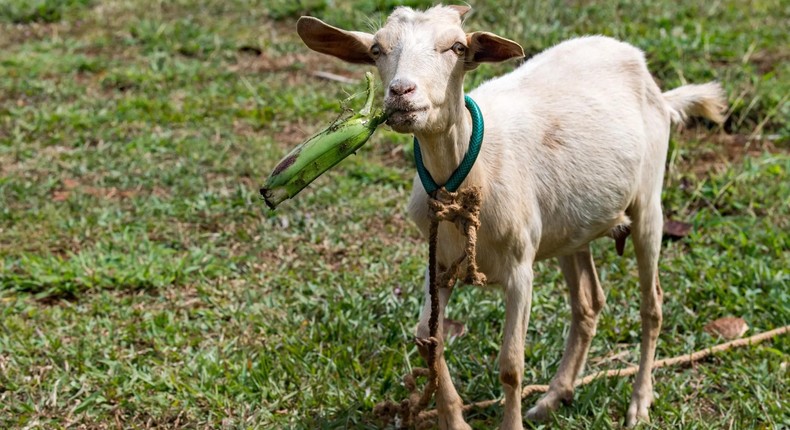 Research reveals the nutritional advantage of matooke peeling goats enjoy over humans/Courtesy