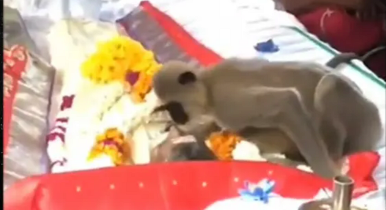 At a man's burial, an emotional monkey appears and tries to rouse him up.