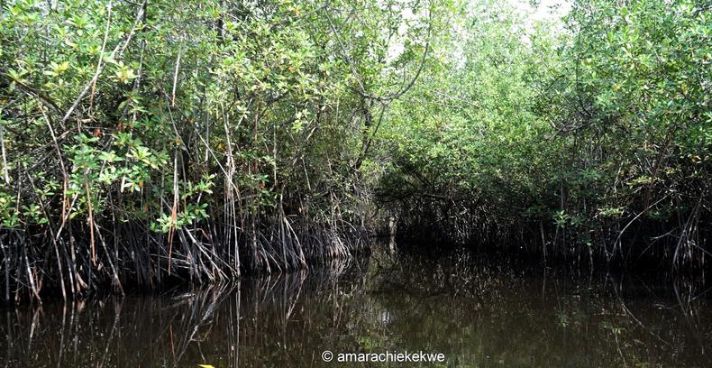 Mangroves [Amarachi Ekekwe]