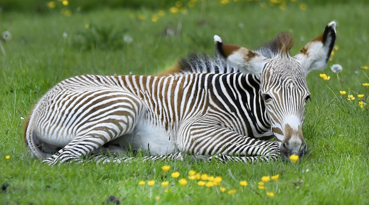 A Grévy-zebra a legnagyobb termetű zebrafaj és egyben a legnagyobb vadon élő lóféle /illusztráció: Northfoto