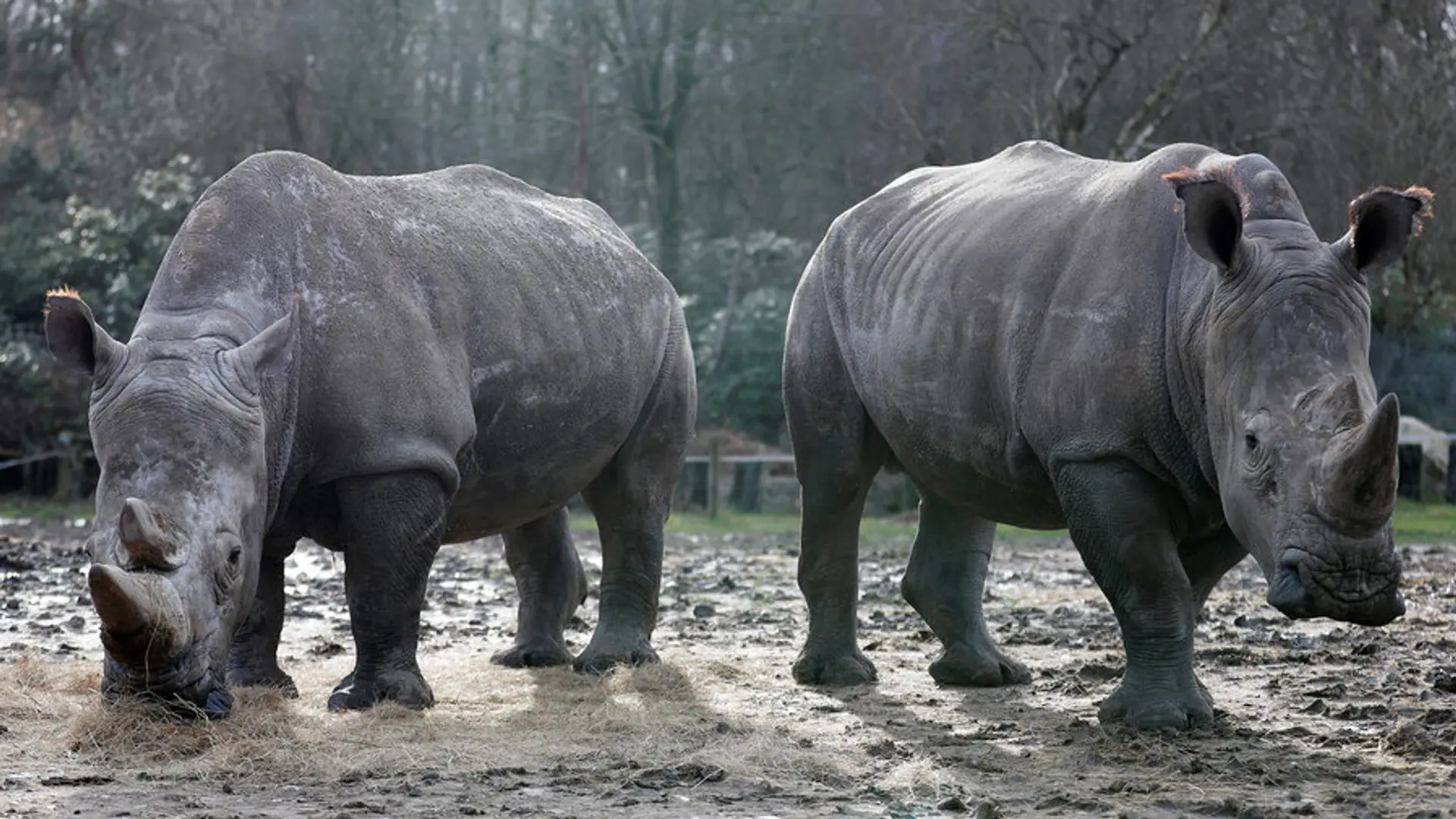 Kłusownicy zabili nosorożca w zoo i odcięli mu róg. Pierwszy taki przypadek w Europie