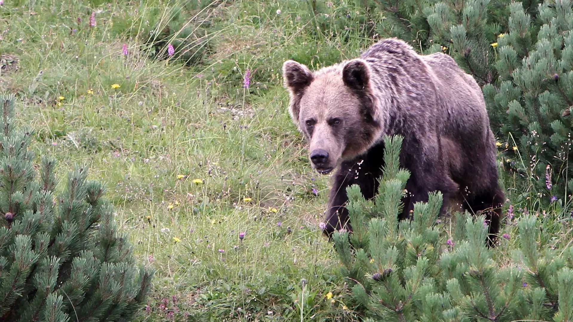 Co słychać w Tatrach? Pracownicy TPN liczyli kozice, niedźwiedzie zameldowały się w gawrach