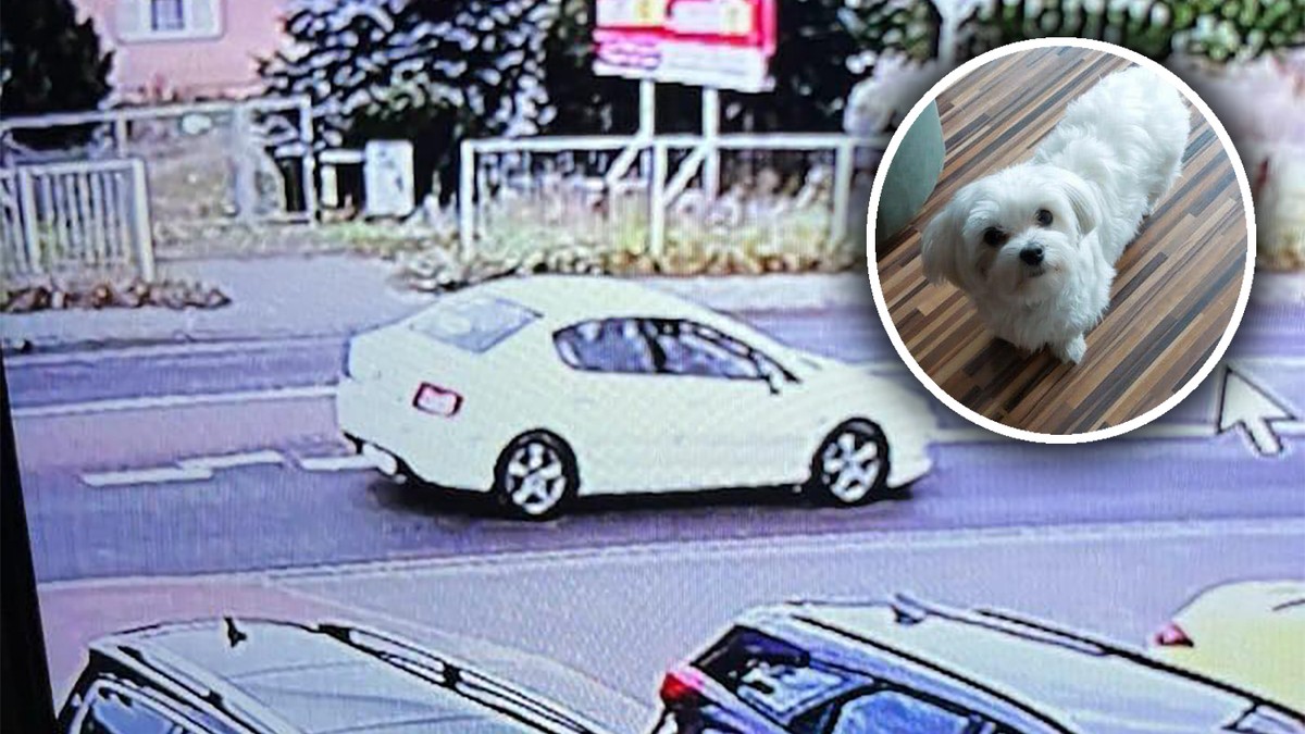 Szokujące porwanie maltańczyka w Gnieźnie. Rodzina błaga o pomoc