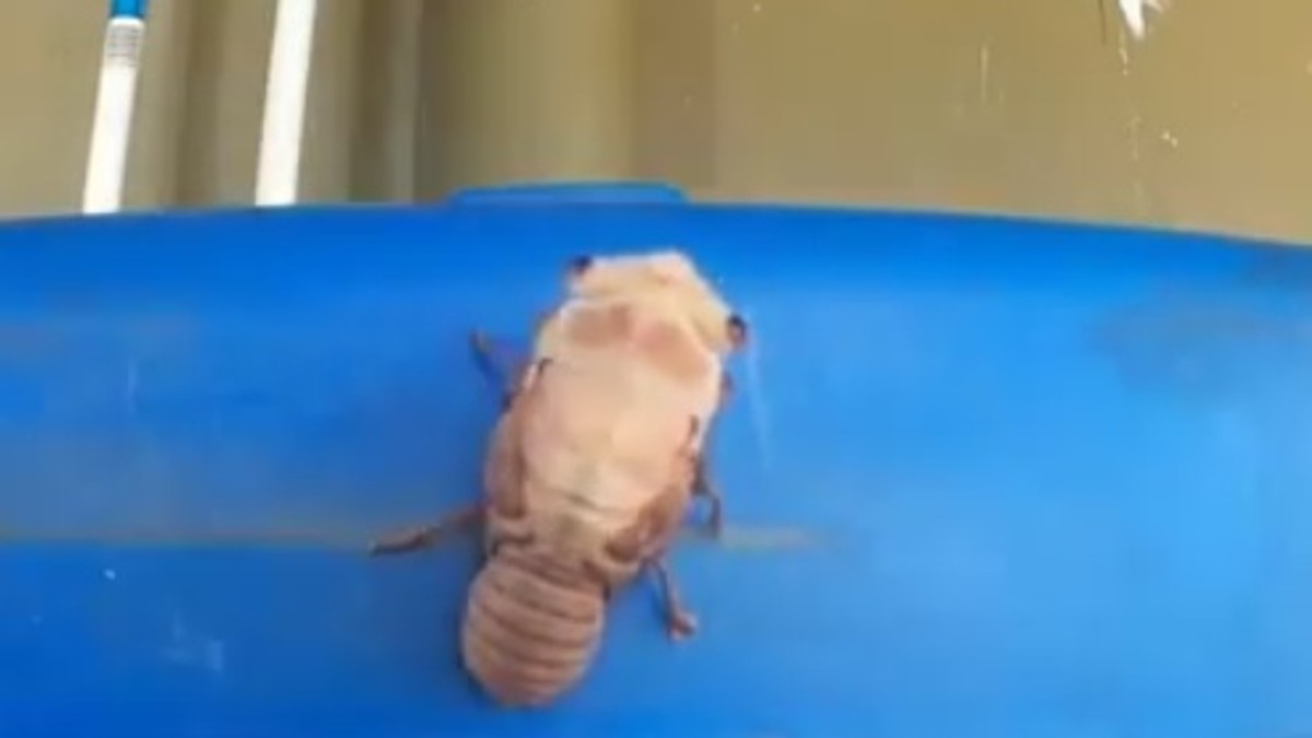 buba_foto Youtube-Semar Mendemjpg