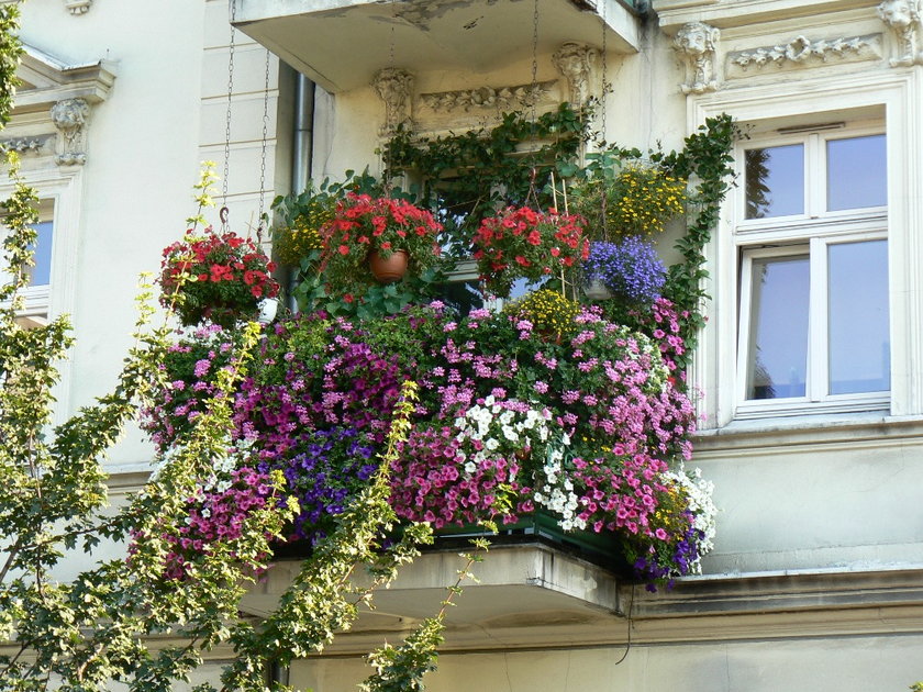 Miasto ogłasza konkurs na najpiękniejsze balkony, tarasy i ogródki.