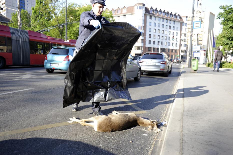 A budapesti Kálvária téren egy őzet gázolt halálra áprilisban a meglepődött sofőr./ Fotó: MTI Mihádák Zoltán