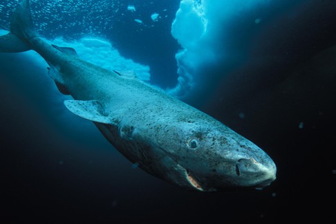 Lancaster Sound, Nunavut, Northwest Territories, Canada.