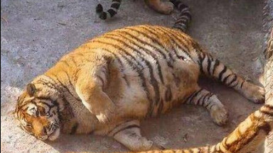 Zoo w Chinach przekarmiło tygrysy. Jak tłumaczy ich otyłość?
