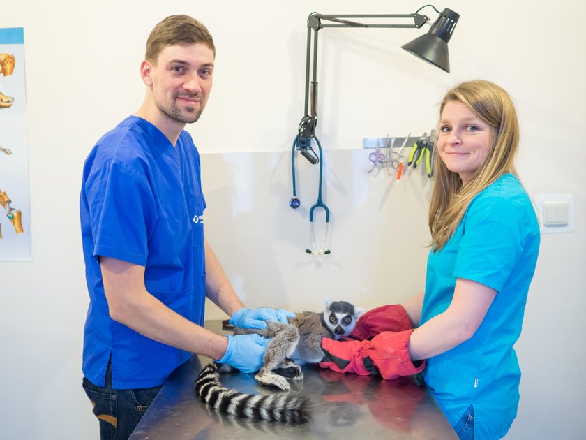 Lemur Julian rehabilitowany po operacji 