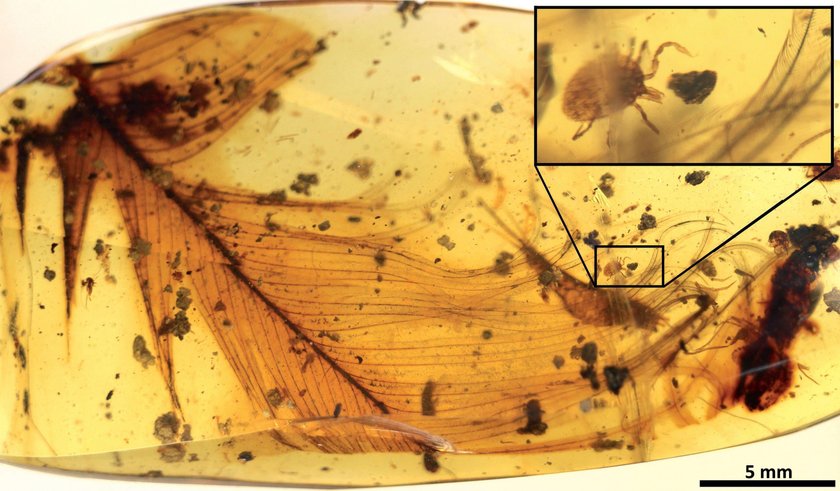 Zaskakujące odkyrcie. Naukowcy znaleźli to w bursztynie sprzed 99 milionów lat