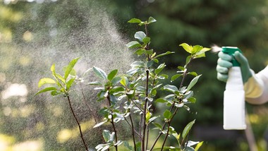 zielona rewolucja w farmacji: jak rośliny uczą nas wytwarzać leki