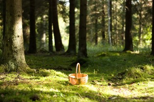 Śmierć trzech osób z jednej rodziny. Policja podejrzewa, że przyczyną było zatrucie grzybami