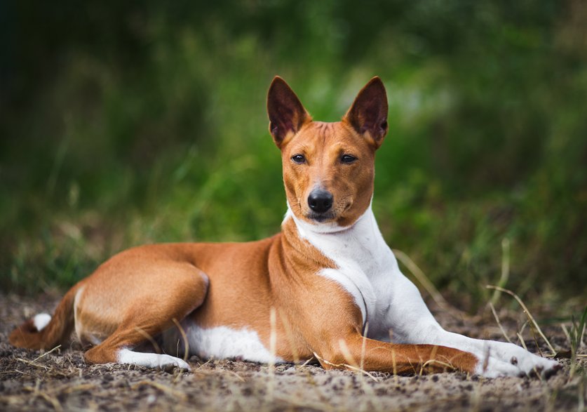 Psy basenji nazywane także terrierami z Kongo są niemal bezgłośne