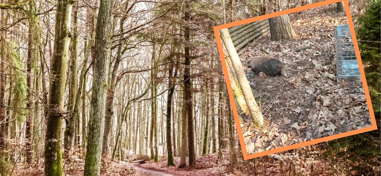 Tajemnicze zwierzę wtargnęło na posesję. Straż miejska przybyła natychmiast