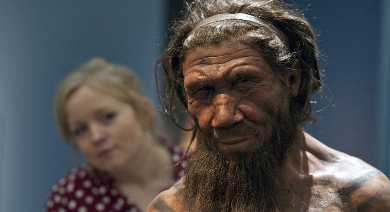 An employee of the Natural History Museum in London looks at model of a Neanderthal male in his twenties. Researchers say they've found a link between those with gene variations associated with Neanderthal ancestry and severe cases of COVID-19.Will Oliver/PA Images/Getty