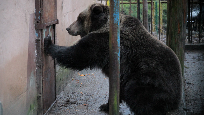 Dwa niedźwiedzie brunatne z mini-zoo w Braniewie na Warmii zabrano dziś do azylu w Ogrodzie Zoologicznym w Poznaniu. Pietka i jego córka Wojtusia w nowym miejscu będą miały zapewnione obszerne leśne wybiegi i warunki zbliżone do naturalnego środowiska.