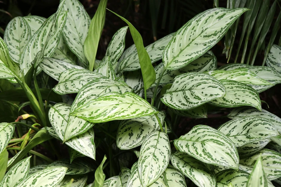 Aglaonema (kineski zimzelen)