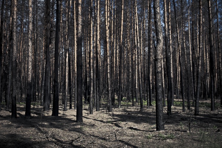 I miejsce w kategorii ŻYCIE CODZIENNE (fotoreportaż): Maksymilian Rigamonti, „Newsweek Polska” Ukraina. Fotoreportaż przedstawia prace ekshumacyjne na cmentarzu w Bykowni, gdzie odkryto groby polskich oficerów. Maj 2011