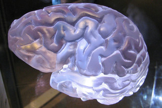 Ludzkie mózgi staja się coraz większe? Nie mądrzejemy, ale przynajmniej jesteśmy zdrowsi