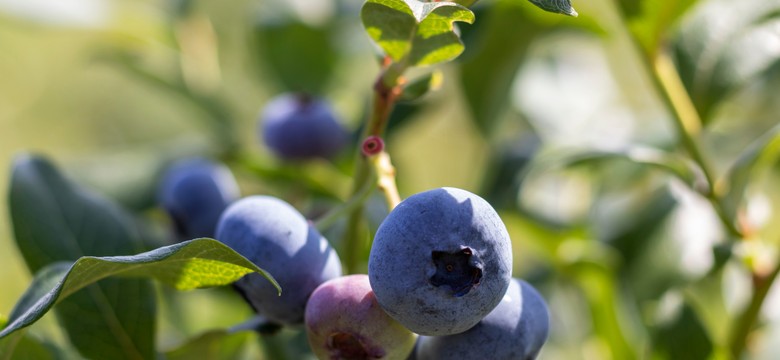 Jesienią wykonaj te zabiegi na borówce. Nie przemarznie i będzie odporna na choroby