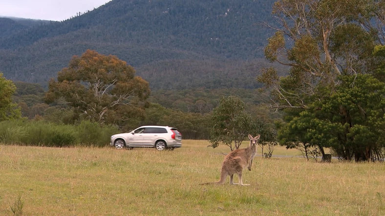 Volvo testuje system wykrywania kangurów i innych zwierząt
