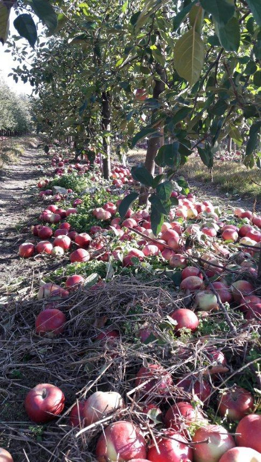 10 groszy za kilogram jabłek w skupie. Rolnicy załamani. Sady toną w owocach