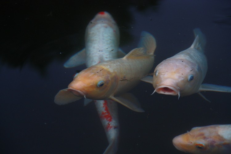 Wyspa Jeju i jej atrakcje