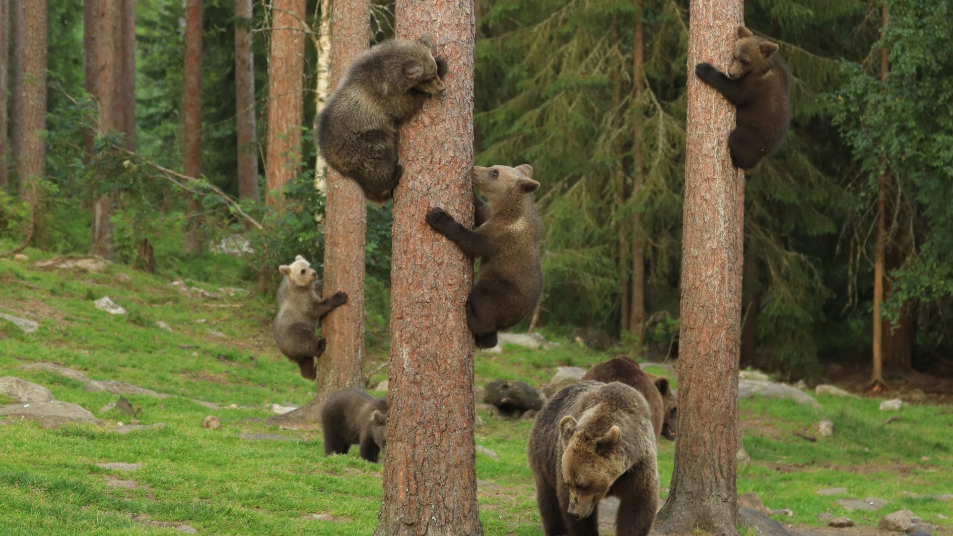 Climb animals. Медведь лазает по деревьям. Медвежонок на дереве. Медведь на дереве. Медведь в лесу.