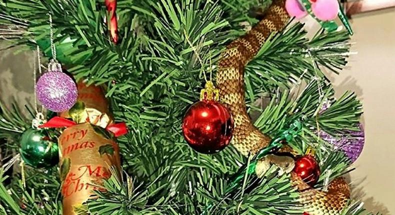 A tiger snake attempting to disguise itself as tinsel on a Christmas tree in a Melbourne home