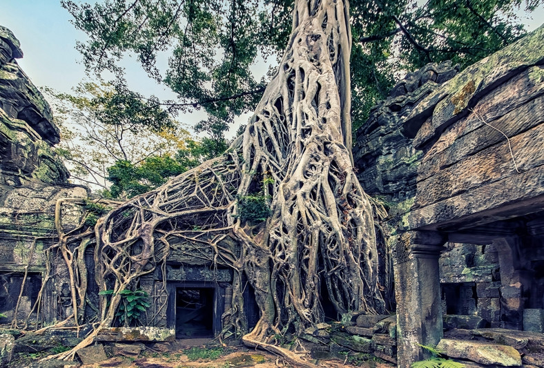Świątynia Ta Prohm w kompleksie Angkor w Kambodży