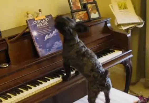 Ten pies kocha pianino. Nie trzeba go prosić dwa razy, żeby coś zagrał i zaśpiewał