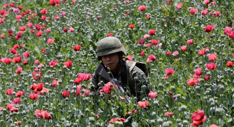 A soldier walks among poppy plants before a poppy field is destroyed during a military operation in the Guerrero state municipality of Coyuca de Catalan, Mexico.