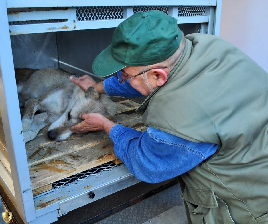 "Bez obzira na zvanje, svi ovde radimo kao zoo-negovatelji": Jedan od Zoranovih kolega sa vukom