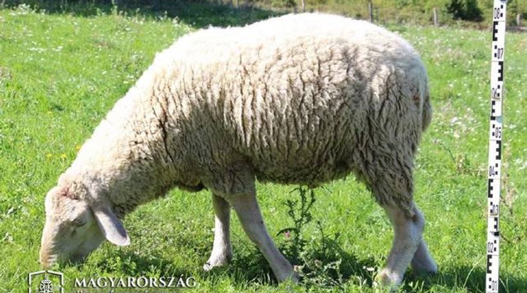 Ez az a merinói, amelyik két embert megölt a Szentgál környéki erdőkben / Fotó: Magyarország Ügyészsége